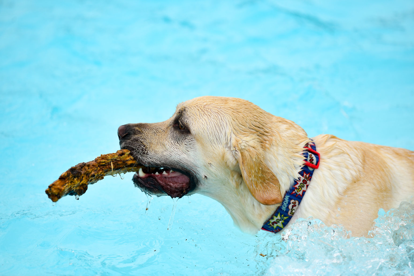 081919-mda-nws-furfriends-027a.JPG
